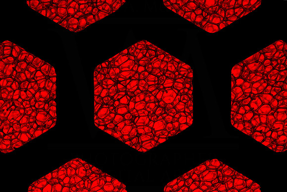 Hexagonal Harmony