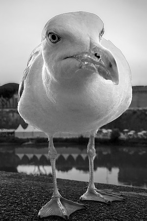 Curious Sentinel: Tiber's Gaze