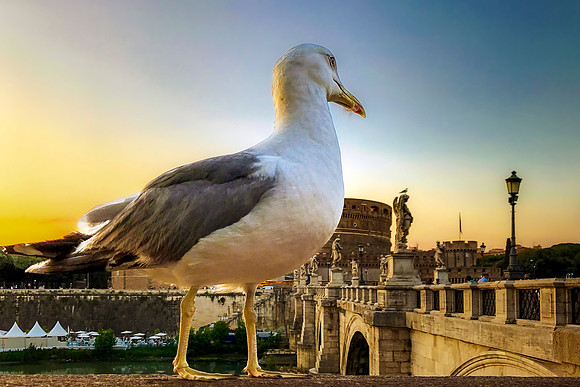 River Gaze: Tiber Seagull