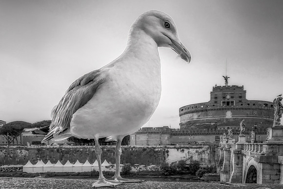 Guardian Gull: Tiber's Sentinel