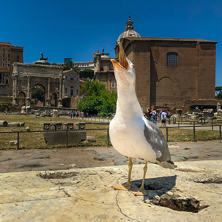 Seagull Serenade